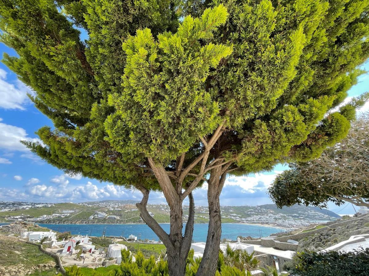 Yalos Mykonos Ornos Pouli Private Apartments W Shared Swimming Pool Mykonos Town Exterior photo